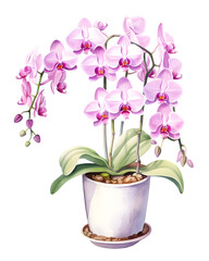 Beautiful realistic pink orchid plant, detailed botanical watercolor illustration PNG isolated on transparent background. Close-up watercolor with orchid plant growing in a white pot.