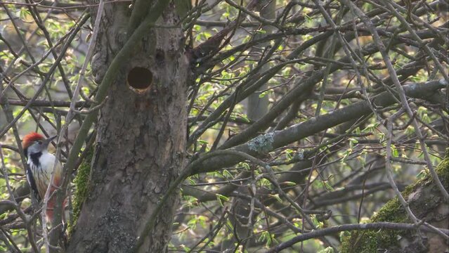 couple of middle spotted woodpeckers at a tree hollow in spring