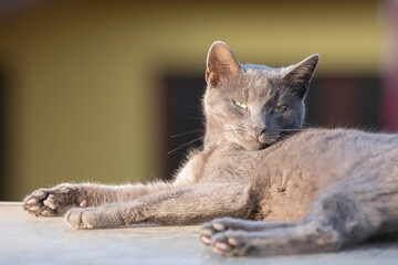 russian blue cat lying outdoor in the evening light - 757482208