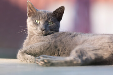Russian blue cat, a portrait during a lazy afternoon - 757482209