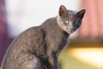russian blue cat, sitting outdoor, portrait - 757482215