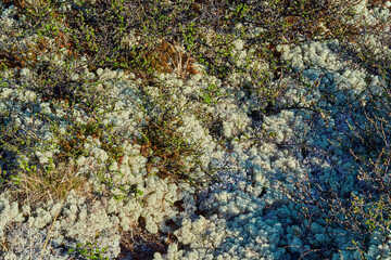 typical vegetation such as lichens and moss in the landscape of cold harsh tundra in Dovrefjell...