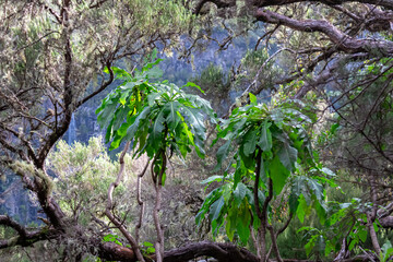 Giant sow thistle plant along idyllic hiking trail in subtropical Laurissilva forest Rabacal, Madeira island, Portugal, Europe. Diversified fauna on 25 Fontes path along evergreen laurel trees. Hike