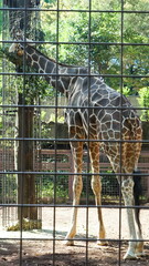 Backside of Giraffes at Ueno Zoo, Japan