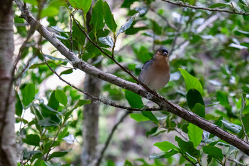 Madeiran chaffinch bird sitting on tree branch with panoramic view of lush fresh green vegetation near Rabacal, Madeira island, Portugal, Europe. Wildlife in subtropical Laurissilva forest
