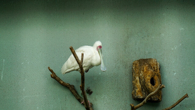 African spoonbill at Ueno Zoo, Japan