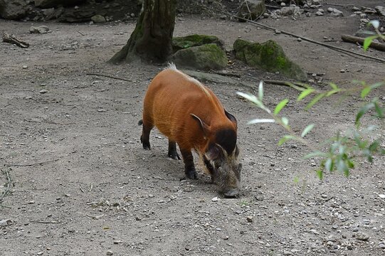 Potamochère roux en captivité (Potamochoerus porcus) fouillant le sol de son enclos.