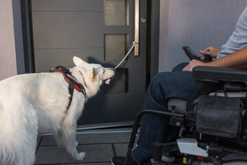 Service dog closing a door, helping a man in a wheelchair to exit the home. Independent living...