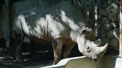 Rhinoceros at Ueno Zoo, Japan