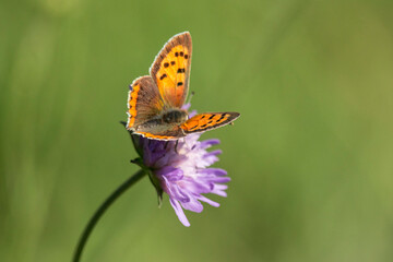 kleiner Feuerfalter auf einer lila Blume