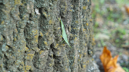 A acrida cinerea sitting on a tree
