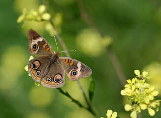 Common Buckeye butterfly (Junonia coenia) feeding on yellow wildflowers, wings wide open, on a sunny spring day. - 757485060