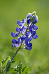 Texas Bluebonnet (Lupinus texensis) flower blooming in springtime. Closeup.  - 757485066