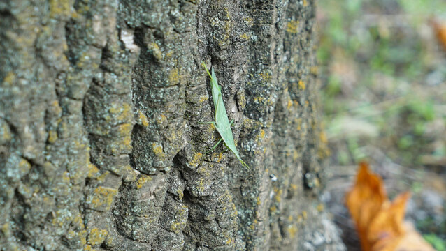 A acrida cinerea sitting on a tree