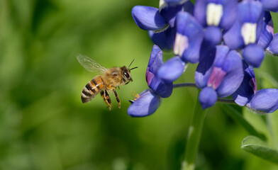 Bee pollinating Texas bluebonnet wildflower in the spring. Bee in flight. Closeup with copy space. - 757485223