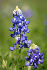 Texas Bluebonnet (Lupinus texensis) flowers blooming in springtime. Closeup. - 757485259