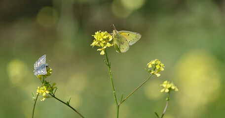 Butterflies feeding on yellow wildflowers on a sunny spring day - 757485426