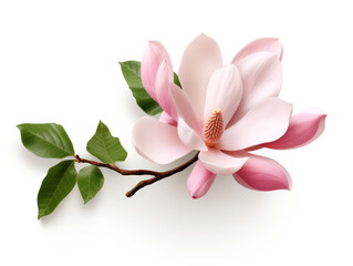 magnolia isolated on transparent background, transparency image, removed background