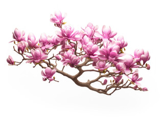 magnolia tree isolated on transparent background, transparency image, removed background