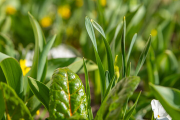 close up of a field of green plants