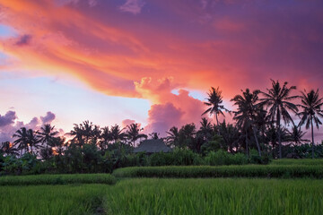 Garden with coconut palm trees. Amazing sunrise. Landscape with green meadow, Bali, Indonesia. Wallpaper background. Natural scenery.