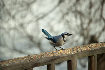 Obraz na płótnie Canvas Beautiful blue jay coming to visit the wooden railing for some food. This bird has birdseed all around him. The corvids tail feathers pointed straight up almost looks to be shining from the sun.