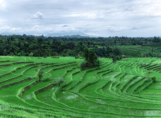 Spectacular rice fields. Coconut tropical forest. Landscape of sunny day with green rice terraces near Tegallalang village, Bali, Indonesia. Garden with tall palm trees.