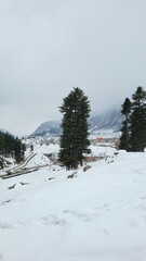 Snow covered trees in the mountains