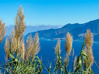 Grass reed with scenic view of idyllic coastal towns on rugged cliffs along coastline of Atlantic...