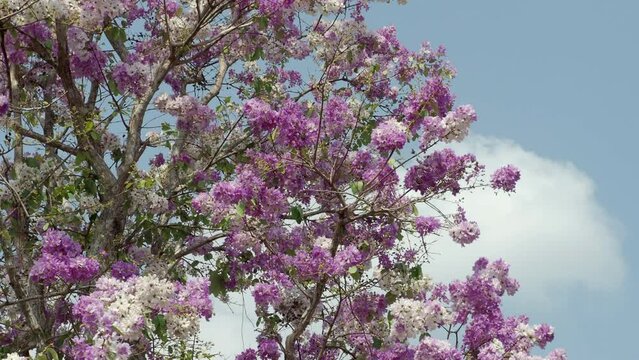 Bungor tabaek trees are in full bloom.