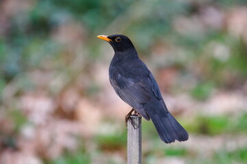 Eurasian blackbird aka The common blackbird or Turdus merula in the garden.