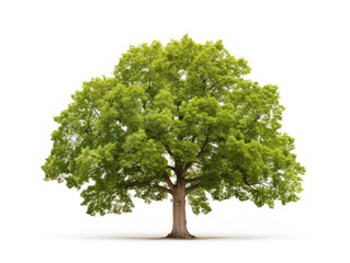 Fototapeta na wymiar oak tree isolated on transparent background, transparency image, removed background