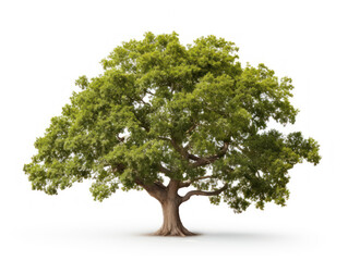 oak tree isolated on transparent background, transparency image, removed background