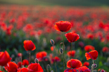 Vivid red poppy field, springtime