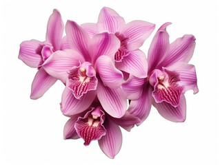 orchid flower isolated on transparent background, transparency image, removed background