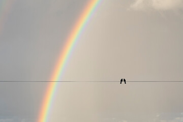 Two birds on a wire or electric line on the sky with rainbow background. Relationship Concept