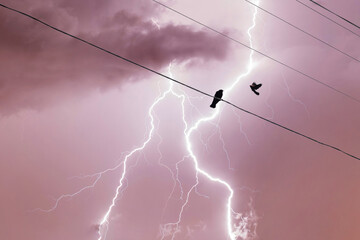 Two birds on a wire or electric line on the stormy sky with lightning strike background. Family relationship concept - 757493053