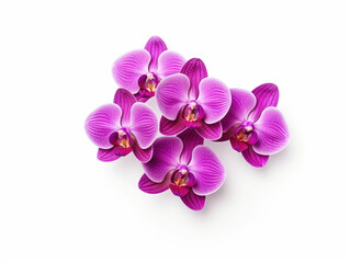 Fototapeta na wymiar orchid flower isolated on transparent background, transparency image, removed background