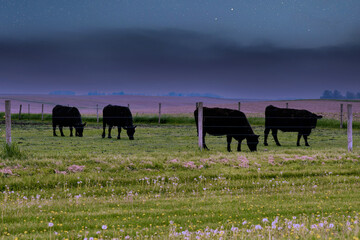 A herd of bulls graze in a meadow landscape on the moon stars night sky background.  Picturesque view of cattle grazing in the American countryside. - 757493207