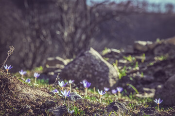 Crocus pulchellus or hairy crocus early spring purple flower after the wildfires, nature reborn