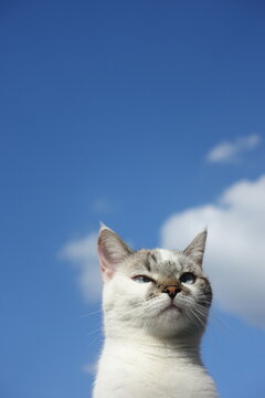 Chat blanc devant un ciel nuageux