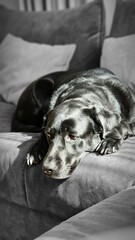 Black labrador 