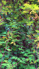 FLORES, ARBUSTO FOLLAGE, NATURALEZA, AIRE LIBRE