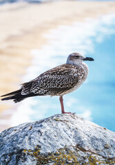 A close-up of a seagull on a blurred background of ocean and coastline. Portugal, Atlantic Ocean, Nazare.
