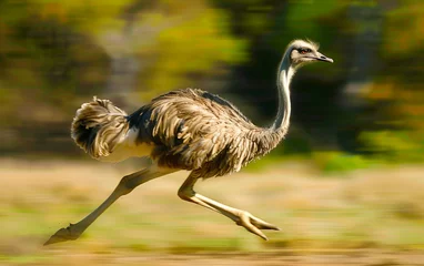 Fotobehang Ostrich running in the meadow. Generative AI © Nipawan