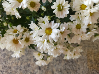 white flowers in the garden