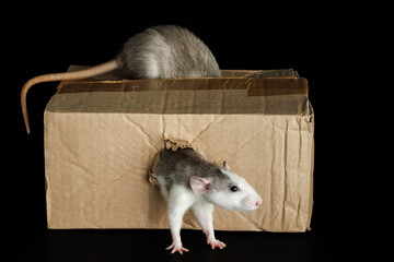 A colored rat comes out of a hole. A gray mouse sits on a cardboard box. Pests isolated on a black...