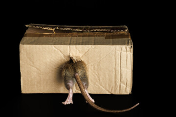 The rat hides in a hole. A mouse climbs into a cardboard box. Back view. Pest isolated on a black...
