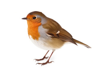robin bird isolated on transparent background, transparency image, removed background