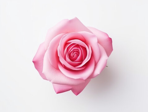 rose flower isolated on transparent background, transparency image, removed background